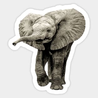 Cute Baby Elephant Picture Sticker